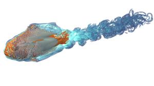 Digital simulation of water flow on A. clarkii