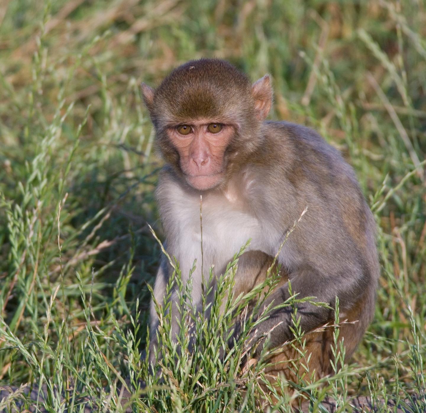 Macaque Monkey