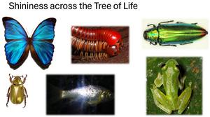 shininess across the tree of life