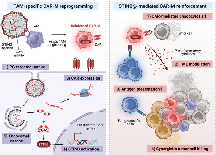 KAIST Awakens dormant immune cells inside tumors to attack cancer​