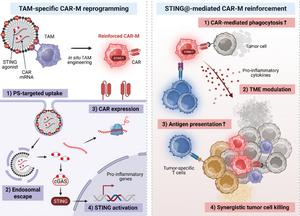 KAIST Awakens dormant immune cells inside tumors to attack cancer​