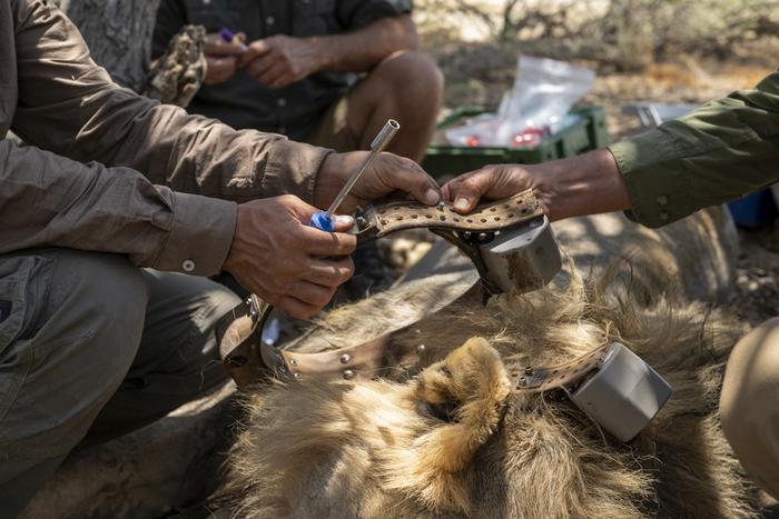 GAIA team collars a lion in Etosha National Park