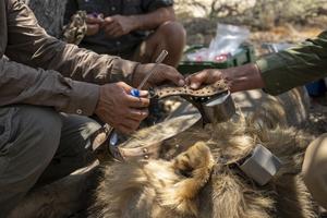 GAIA Team collaring a lion in Etosha National Park