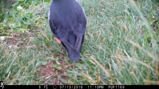 A Puffin Scratching with a Stick