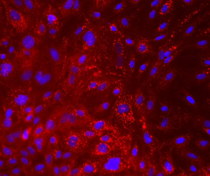 Milk producing cells under the microscope
