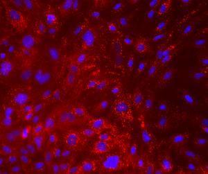 Milk producing cells under the microscope