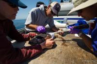 Attaching the Satellite Tag