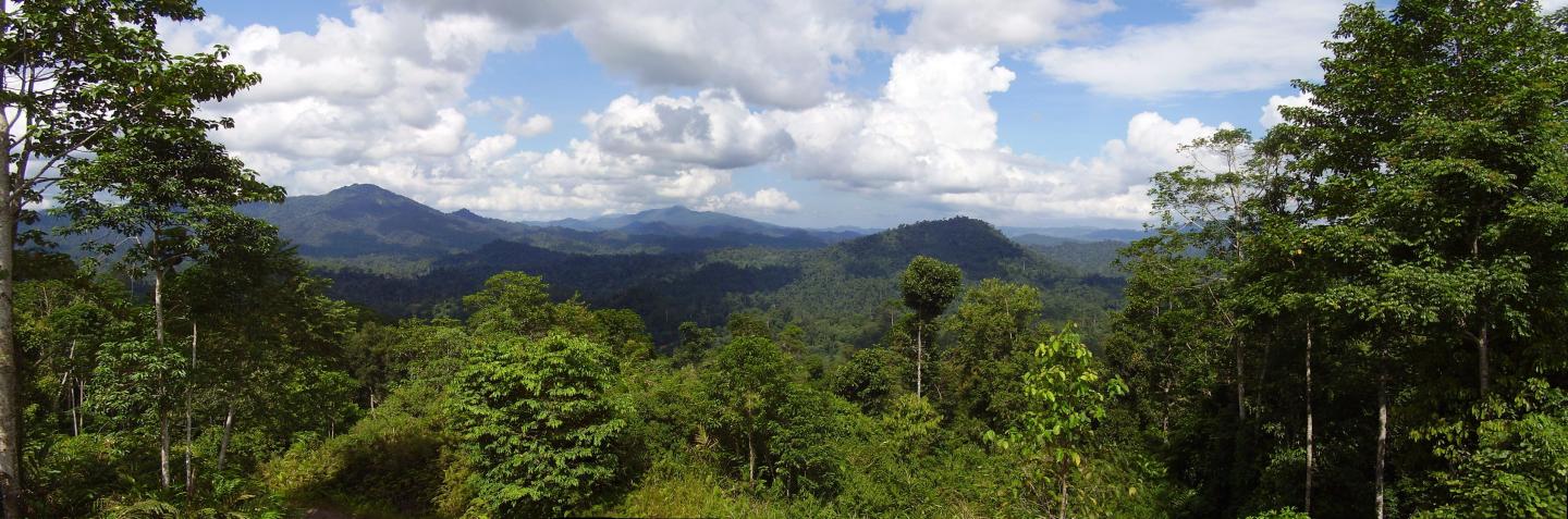 Borneo Rainforest (2 of 2)
