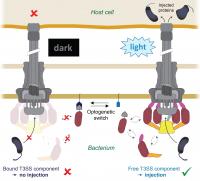 Molecular Principle of the LITESEC System