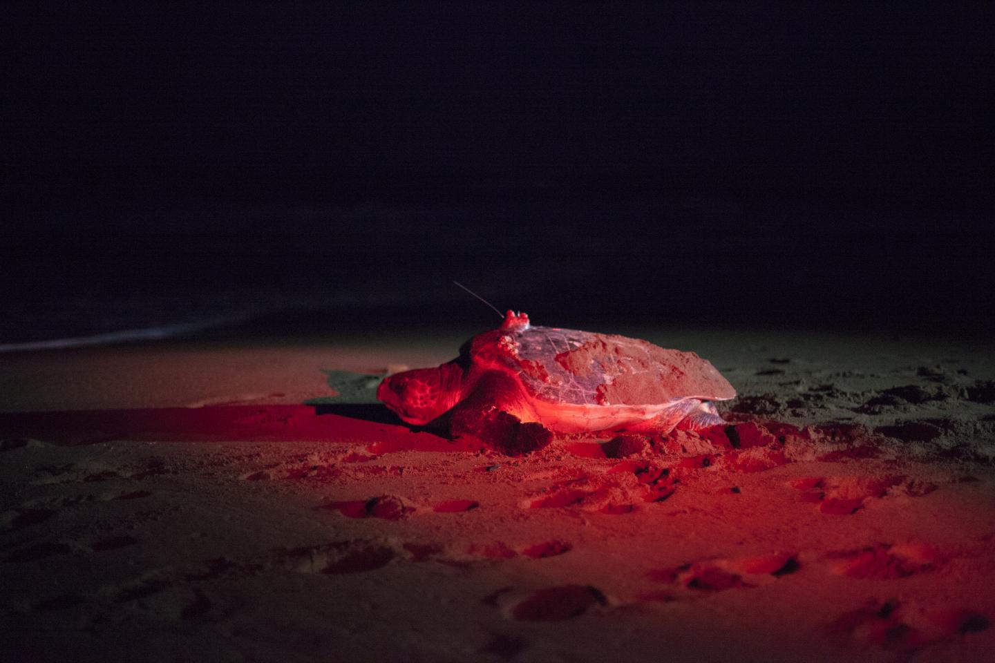 Tagged Loggerhead Turtle