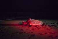 Tagged Loggerhead Turtle