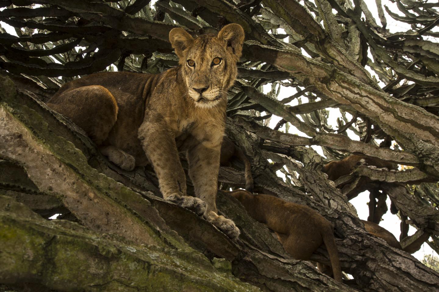 Young Male Lion