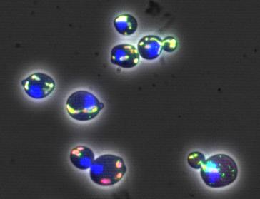 Cells