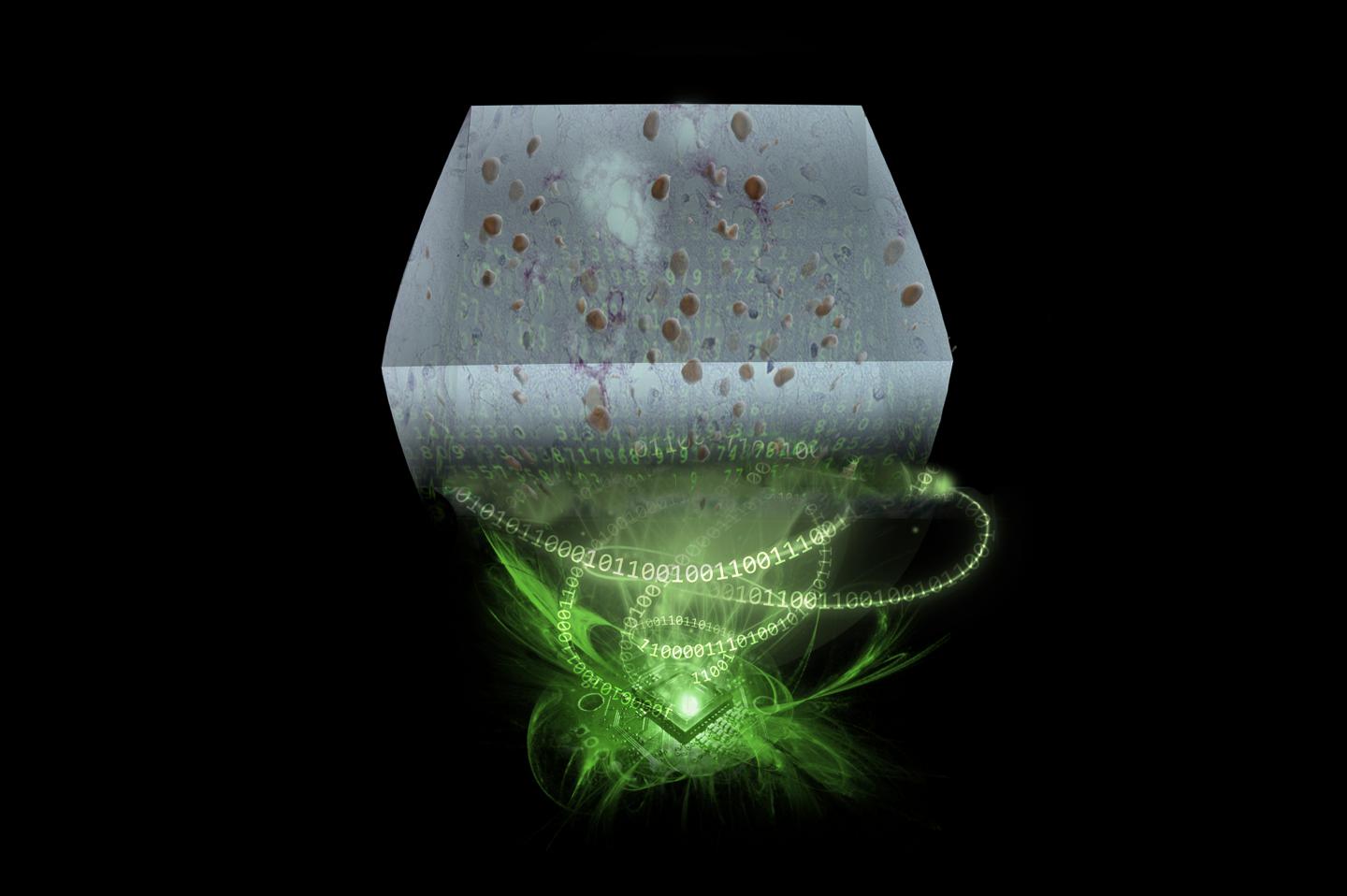 Seeing Through Thick Tissue More Clearly, Thanks to an Affordable Holographic Microscope (1 of 3)