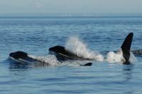 Killer Whales (2 of 2)