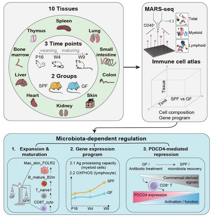 A spatiotemporal single-cell atlas of 120,649 immune cells across 10 tissues identifies PDCD4 as a microbiota-responsive brake on CD8+ T cell activation