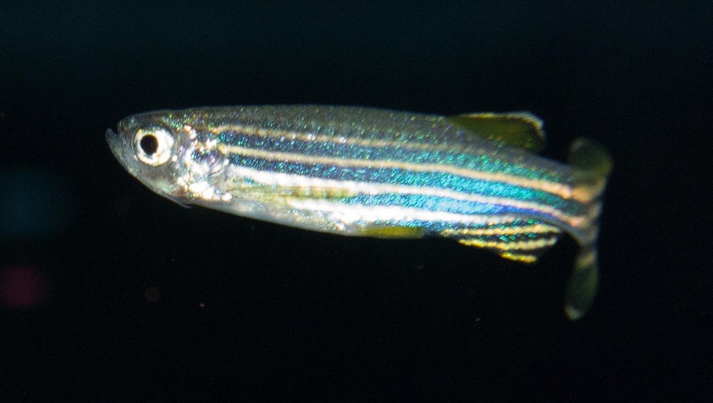 Zebrafish
