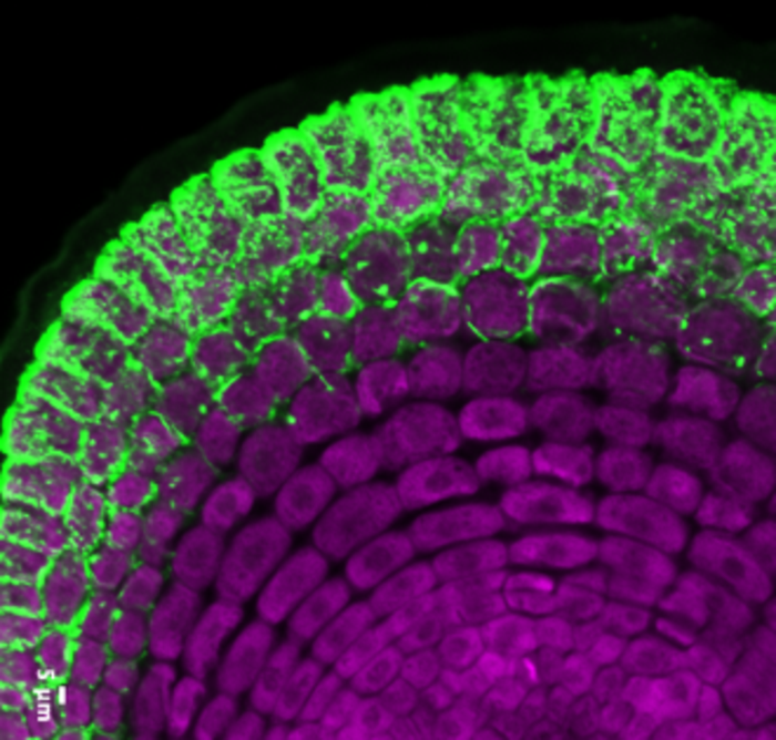 Bioenergy – Friendly fungi
