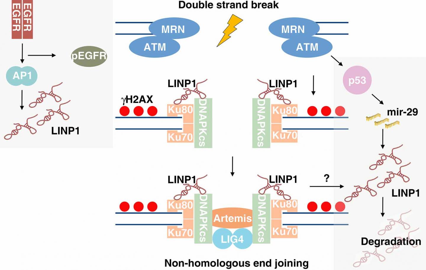 Repair of DNA Breaks