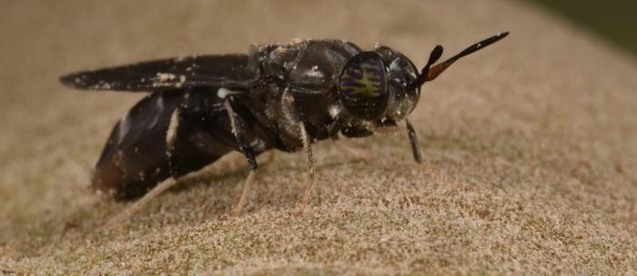 Black Soldier Fly