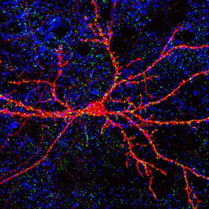 Neuron