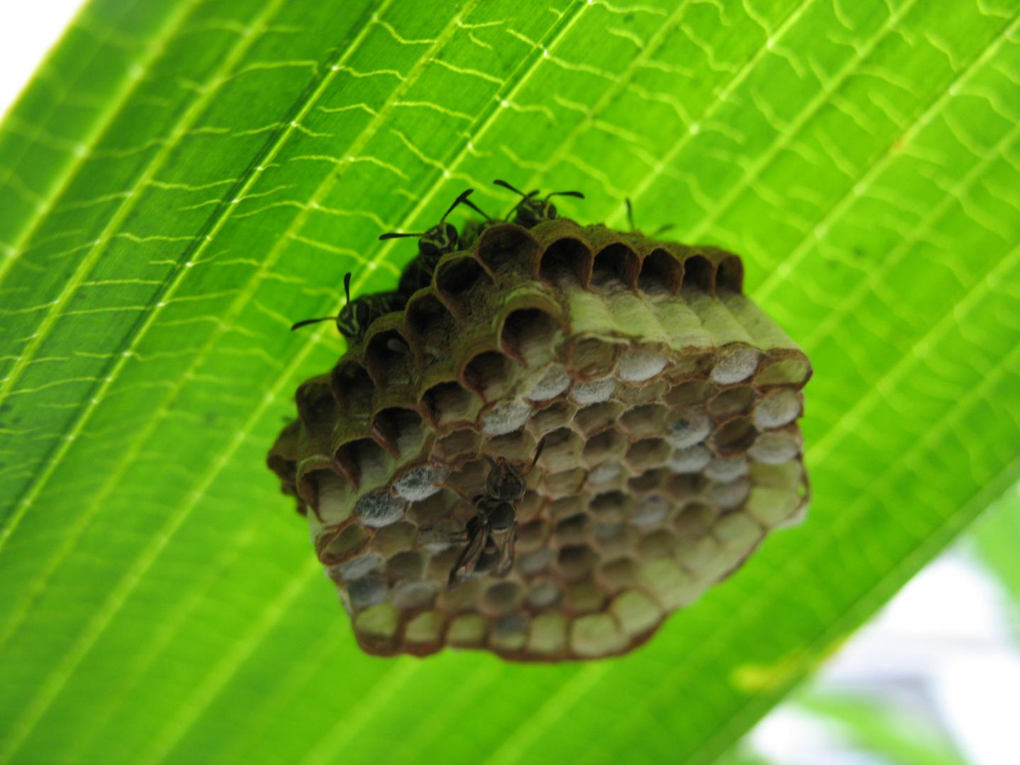 Wasps in Complex Societies May Have Less Complex Cognition Due to Shared Brain Power
