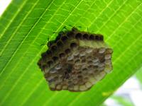 Wasps in Complex Societies May Have Less Complex Cognition Due to Shared Brain Power