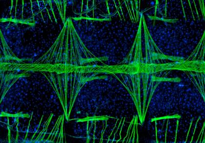 Award-winning Micro-photo of the Mosquito Heart