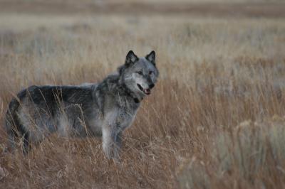 Wolf