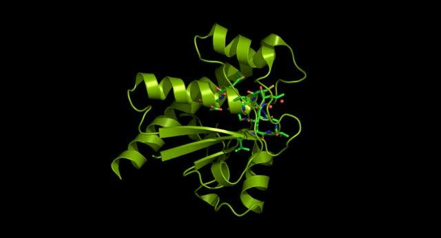 3-D Structure of <i>M. tuberculosis</i> Phosphatase