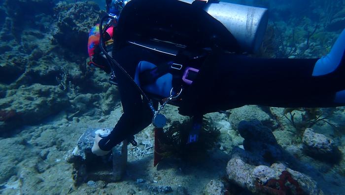 Scientists deploy experimental elkhorn corals to Dry Tortugas to test introduction of new genetic diversity