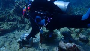 Scientists deploy experimental elkhorn corals to Dry Tortugas to test introduction of new genetic diversity