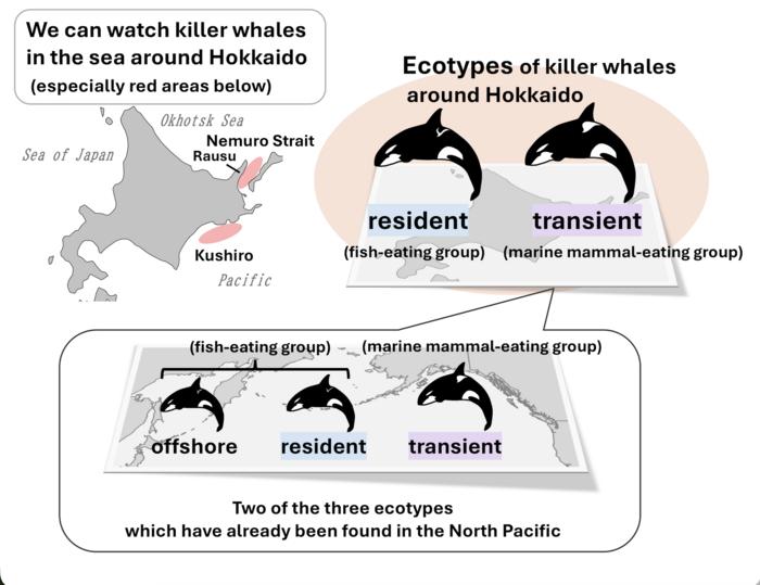 Killer whale communities near Hokkaido