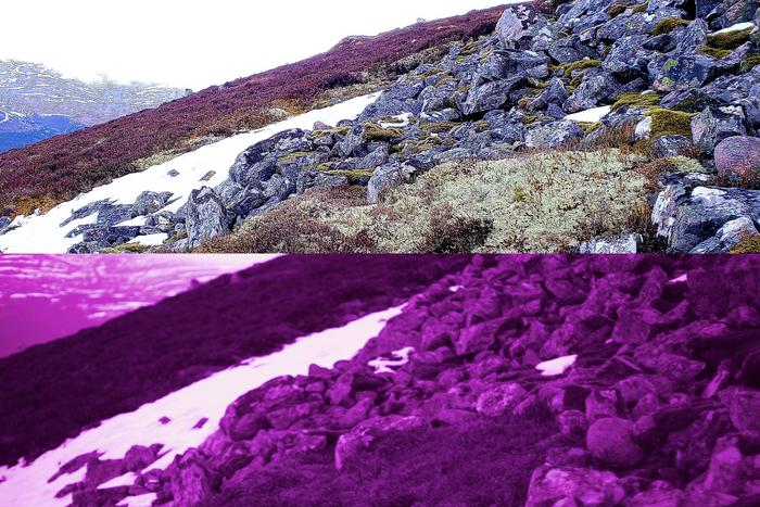 Reindeer lichen-visible_UV_light
