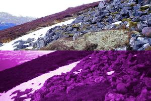 Reindeer lichen-visible_UV_light