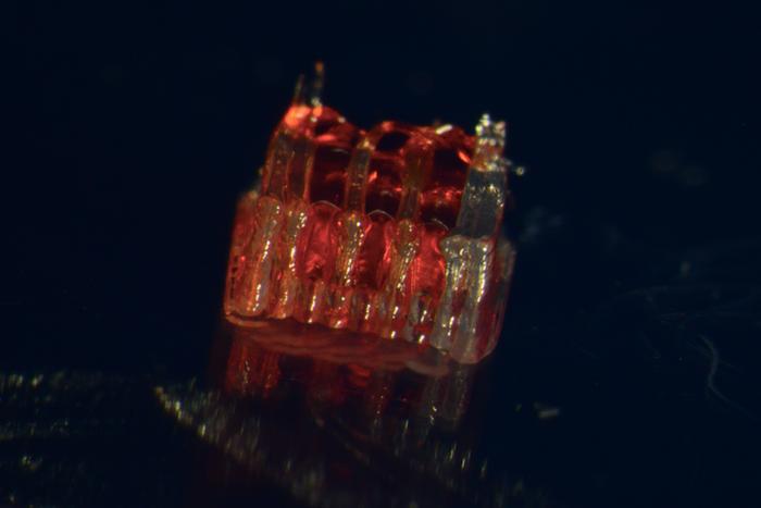organoid scaffold