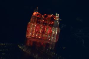 organoid scaffold