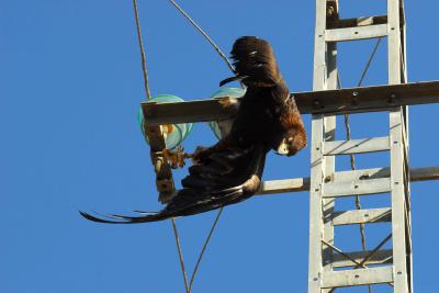 Electrocuted Bird