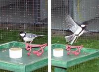 <i>Parus major</i> 2 (of 2)