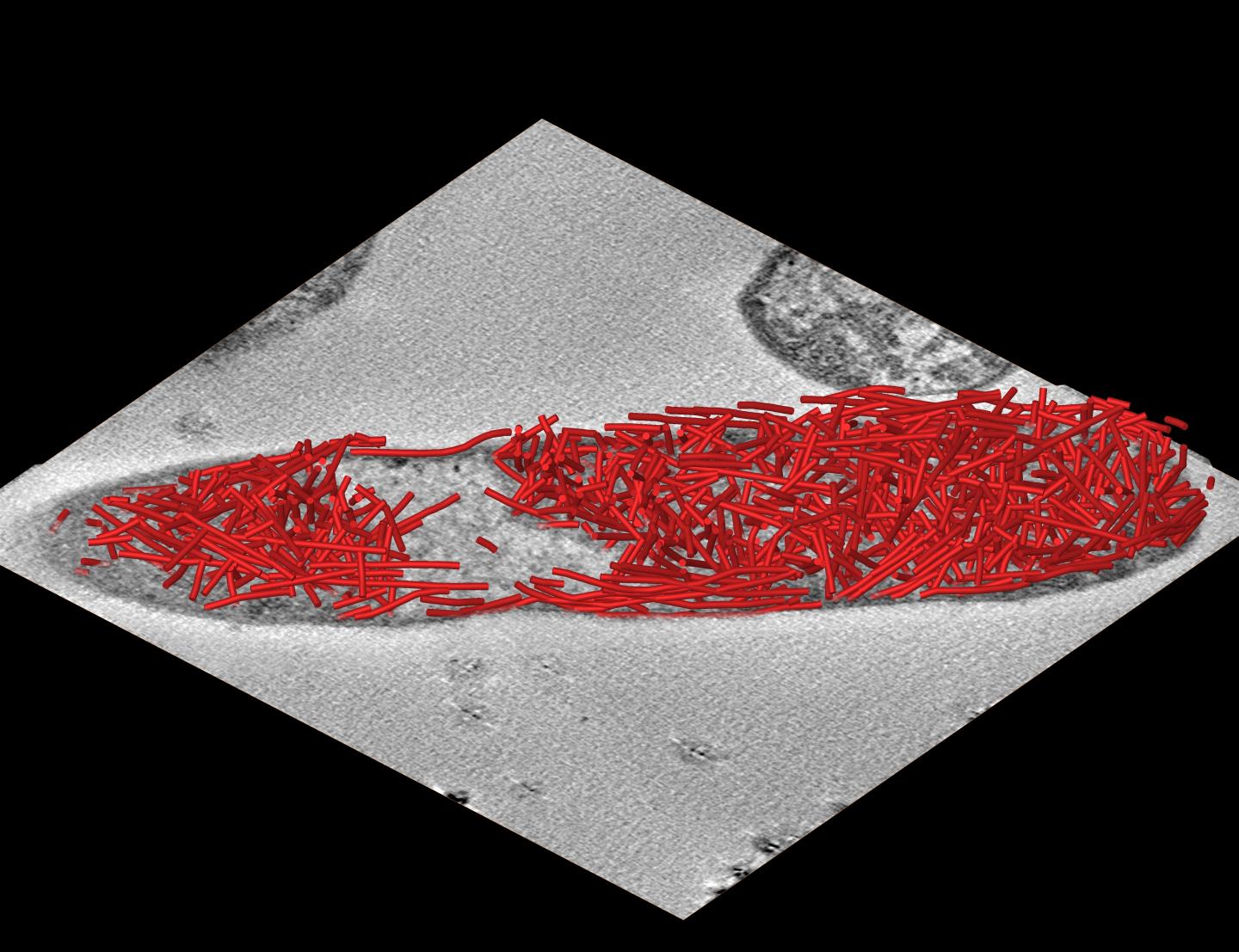 Tubular Scaffolds in Cells