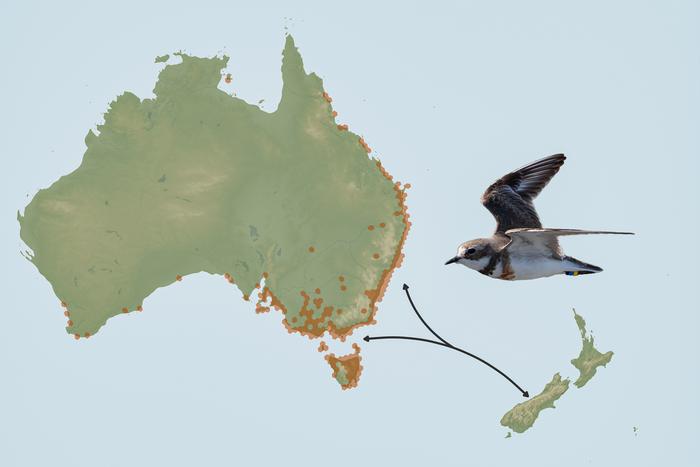 Ebird Sightings