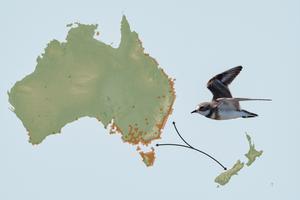 Ebird Sightings