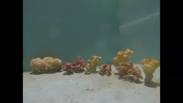 Coral Heatwave Simulations