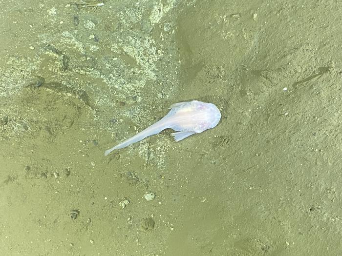 Eyeless snailfish