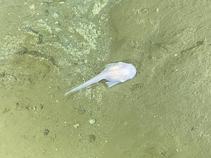 Eyeless snailfish