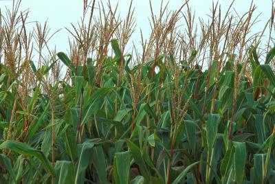 Corn
