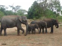 Scientists Propose Rethinking 'endangered Species' Definition to Save Slow-Breeding Giants (1 of 3)