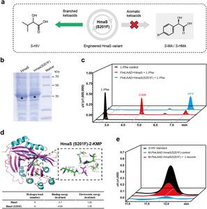 Figure 3. Structure-guided engineering of HmaS to reduce byproduct formation.