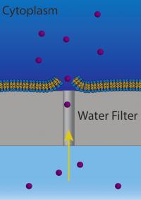 Pores Form Only At Filter's Nanopores