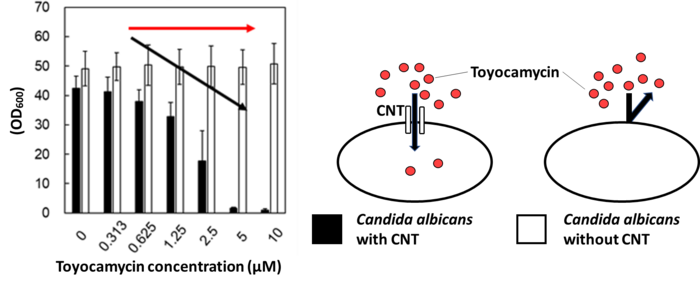 CNT makes Candida albicans sensitive to toyocamycin